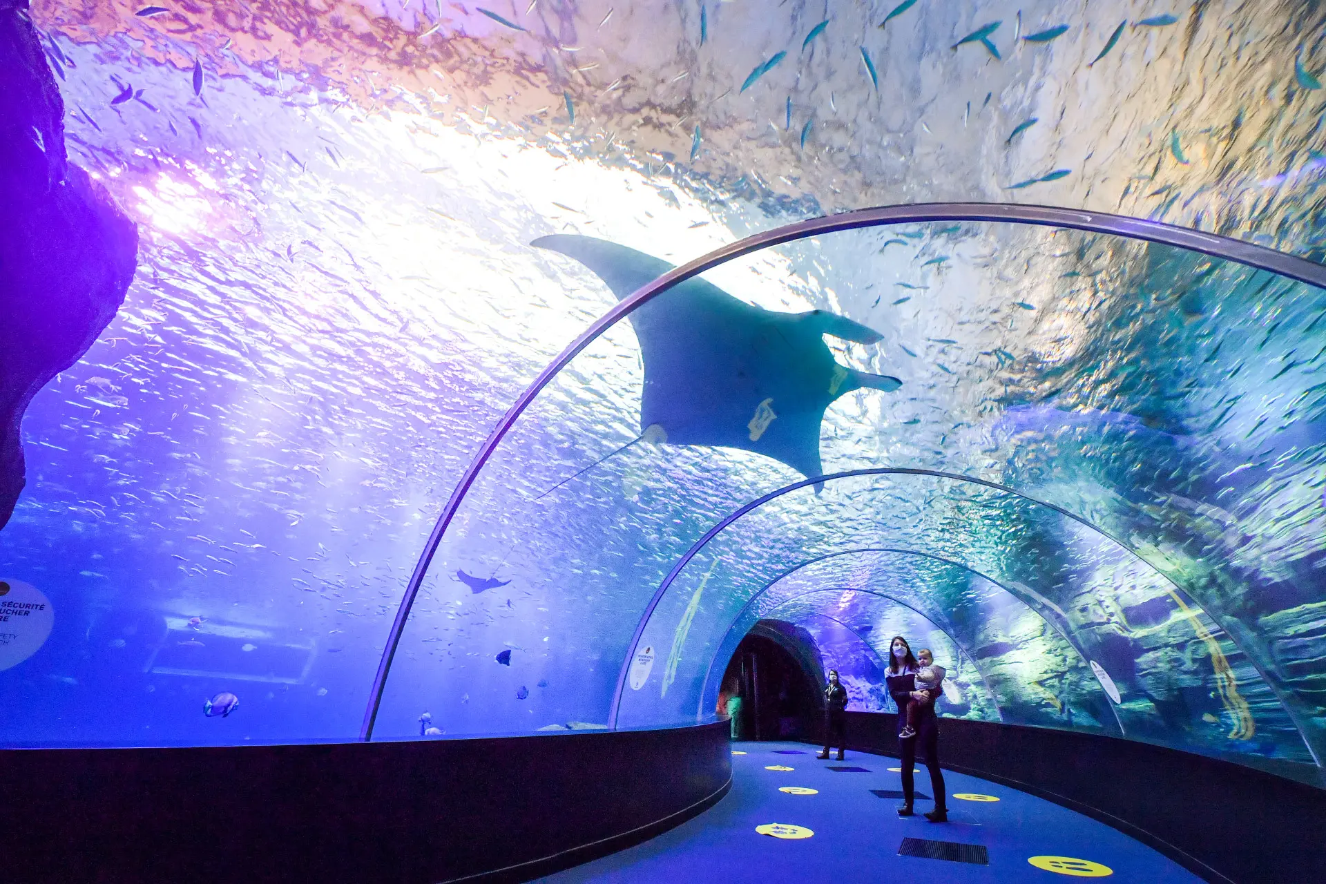 Nausicaa-Sea-life-Centre-Boulogne©Yannick-Cadart-CD62